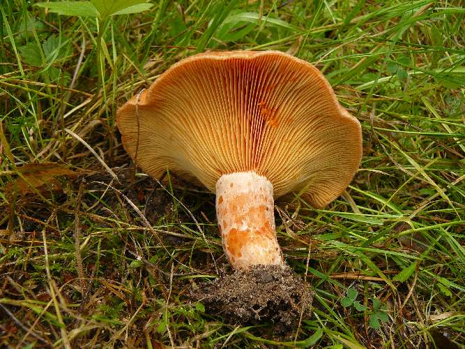 Lactarius deliciosus